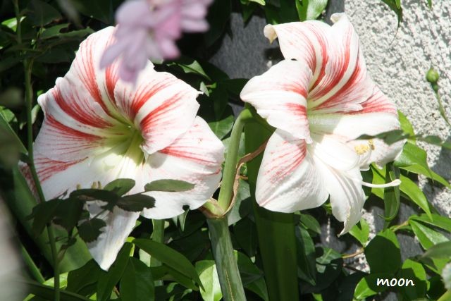 amarilis